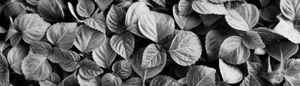 들깨 심는 방법: 모종 심기