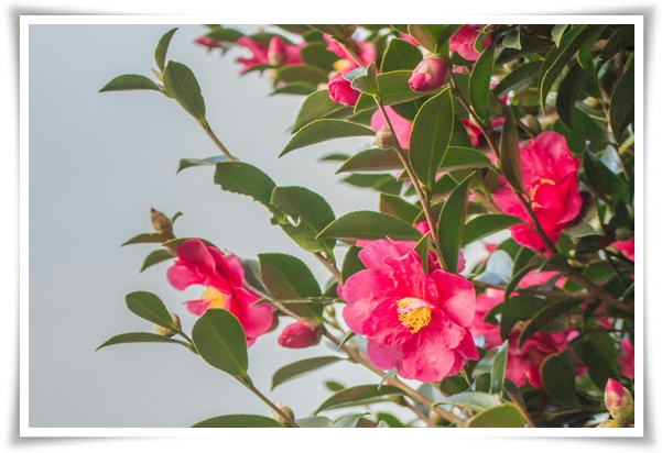 "동백꽃" 겨울의 끝 봄의 우아함을 담은 붉은 보석!