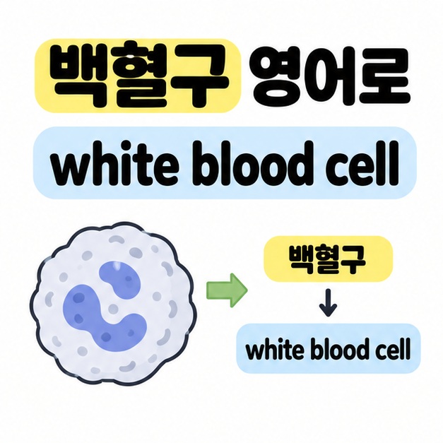 백혈구 영어로라는 제목과 white blood cell 표현 아래 백혈구 개념 삽화를 한국어 백혈구 및 영어 번역에 연결한 그림