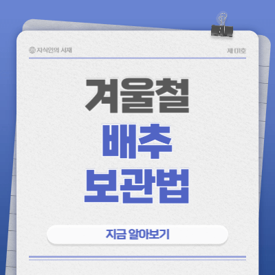 겨울철-배추-보관법