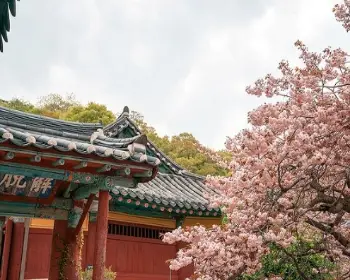 개심사 청벚꽃 개화시기 겹벚꽃 명소_11