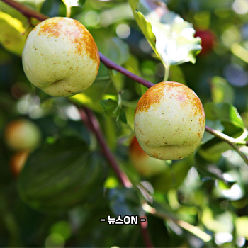 사과대추 보관법