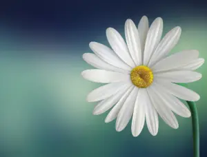 좋은글귀- 꽃-이미지-사진