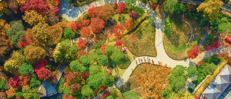 🍁 단풍이 쏟아지는 길&amp;#44; 화담숲 가을 풍경에 취하다(=2025)