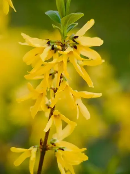 응봉산 개나리 서울 도심에 봄의 향연 여행기