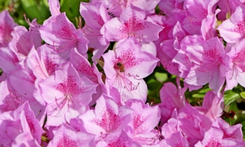 군포 철쭉축제 초대가수