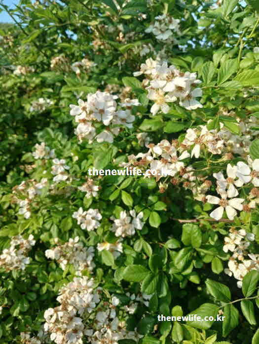 찔레꽃 효능 혈액 순환 촉진 루틴 성분