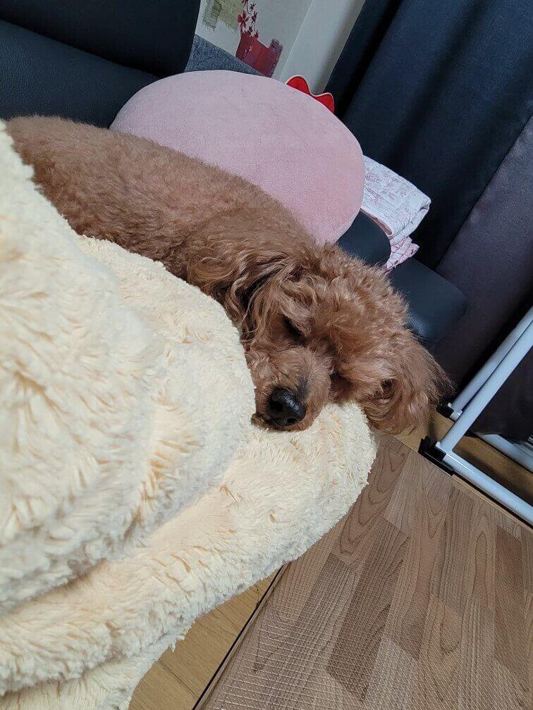 청소기를 무서워하는 강아지