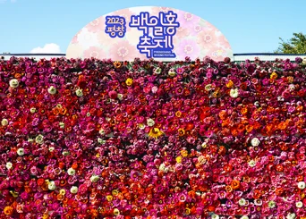 평창 백일홍 축제 2024: 축제 일정&amp;#44; 입장료&amp;#44; 찾아가는 길&amp;#44;주변 맛집 소개