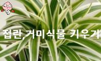접란(Chlorophytum Comosum)키우기 거미식물 키우기