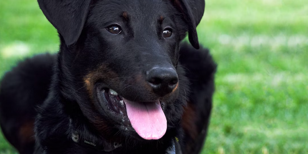 강아지 침흘리는 이유 7
