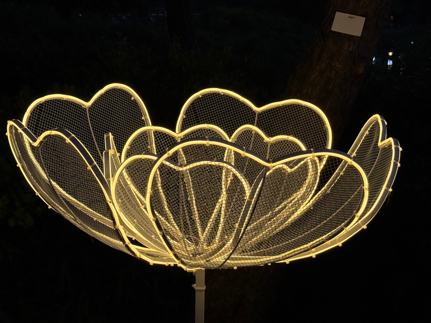 궁남지 연꽃 야경