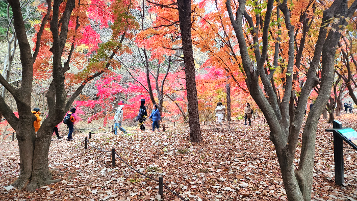 속리산 세조길의 단풍