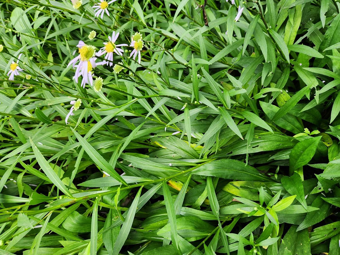 벌개미취 Korea Daisy