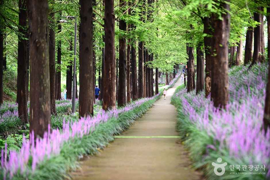 광주 맥문동숲길