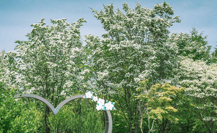 대전들의공원-이팝나무