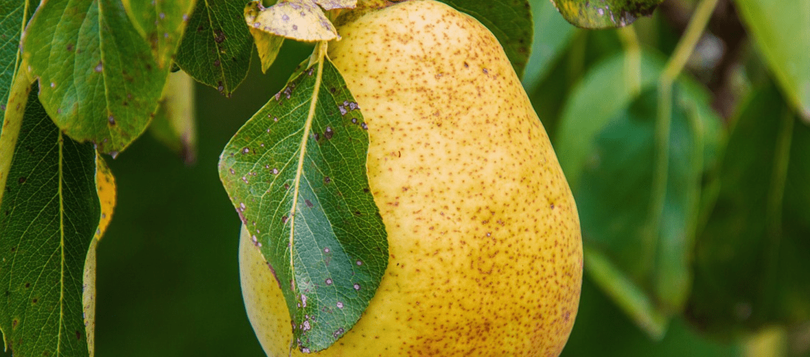 과일 배 사진 - 15