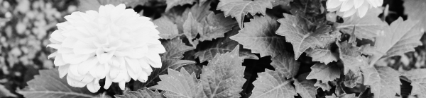 다알리아 키우기: 토양, 비료