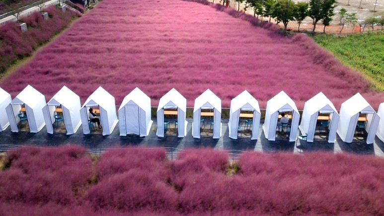 고창 핑크뮬리 축제