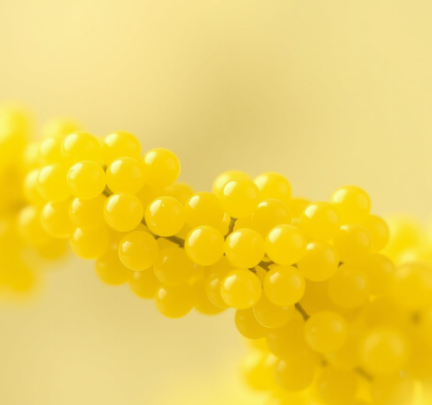 황색포도알균그림