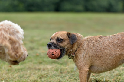 반려견 훈련에서 중요한 사회화: 다른 개들과 사람들과의 만남 훈련법