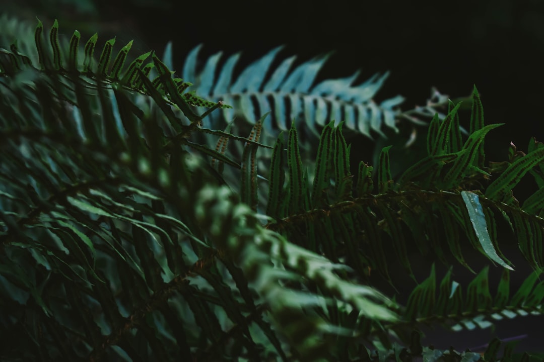 Fern