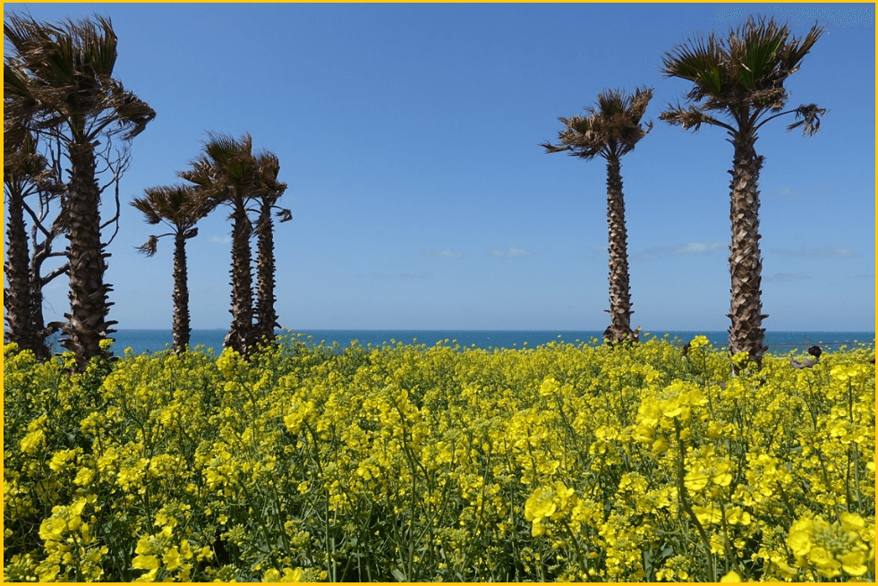 24년-유채꽃명소-가는길-안내