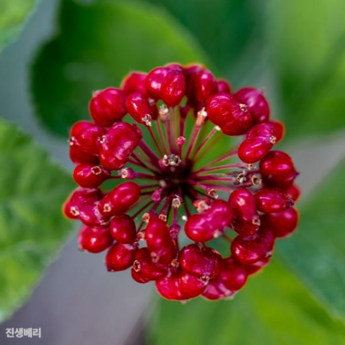 진생베리