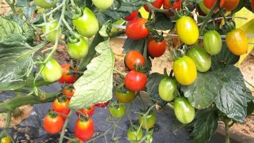 토마토-방울토마토-효능-효과