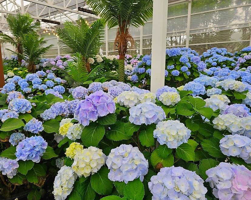 2025년 휴애리 봄 수국축제 완벽 가이드 : 오색빛깔 아름다운 수국 축제!!