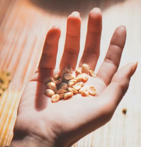 카무트 효소 효능 및 먹는법 총정리