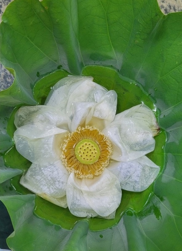 연꽃차