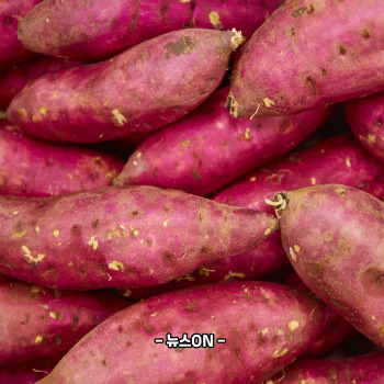 비타민A가 많은 음식