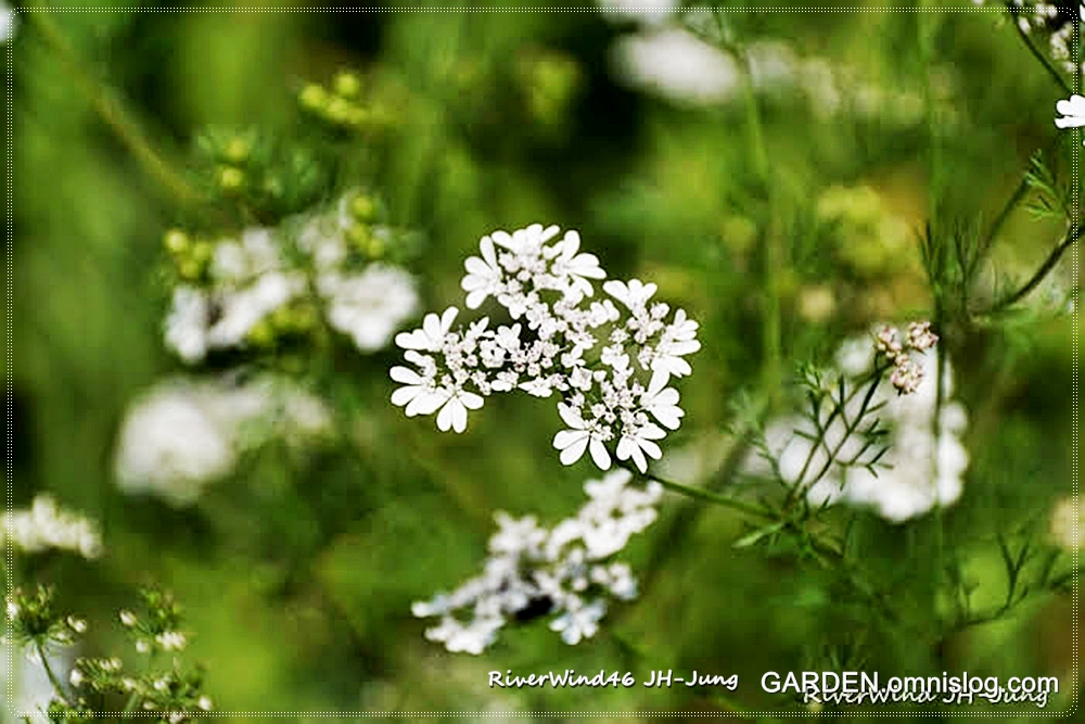 고수(Coriander)