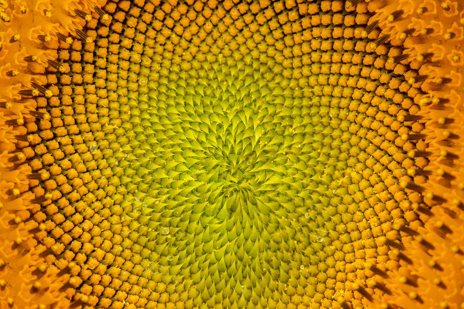 A detailed close-up image of a sunflower's head, showcasing its vibrant yellow and orange spirals.