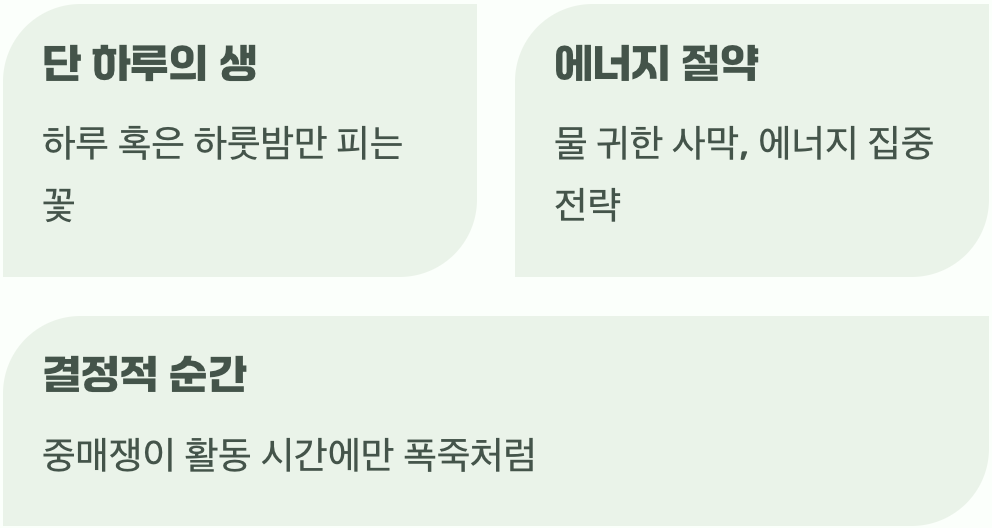 짧아서 더 애틋한 아름다움