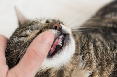 잇몸을 보고 있는 고양이.