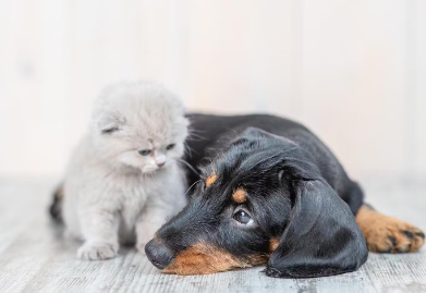 미니어처 닥스훈트.