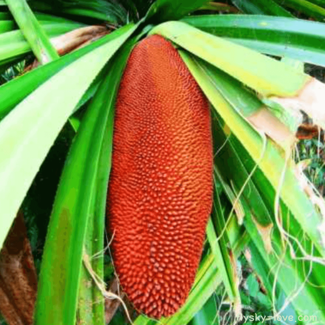 부아메라 (Buah Merha)