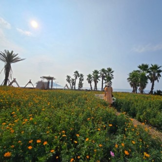 웨이뷰 코스모스 축제