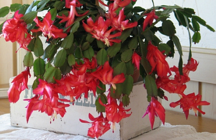 겨울 꽃 게발선인장