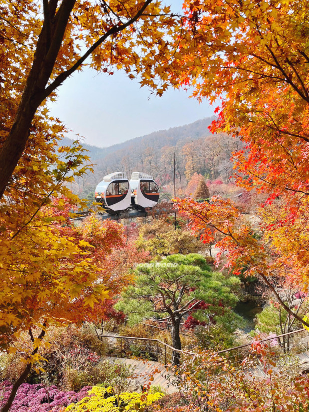 경기도 광주의 휴양지인 사계절이 매우 아름다운 화담숲은 환경을 보존하며 자연을 즐길수 있는 곳으로 모노레일을 이용하여 가을 단풍을 보는 코스로 유명합니다. 알록달록 화려한 가을 단풍속의 숲체험은 황홀할만큼 아름답습니다.