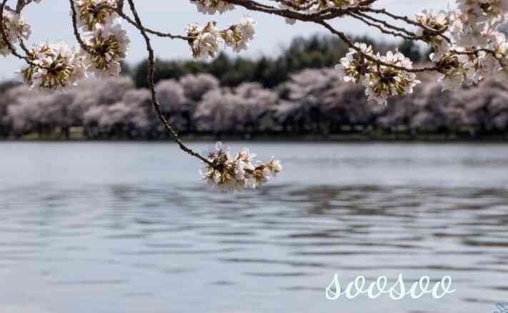 벚꽃축제&amp;#44;벚꽃길/ 벗꽃터널 4월 커플드라이브코스 추천
