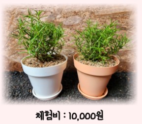반려식물 만들기 / 허브(로즈마리)심기 체험