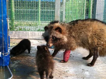 야생 너구리 도시 특징 매력 성격_19