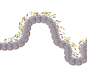 장내 세균 및 유산균