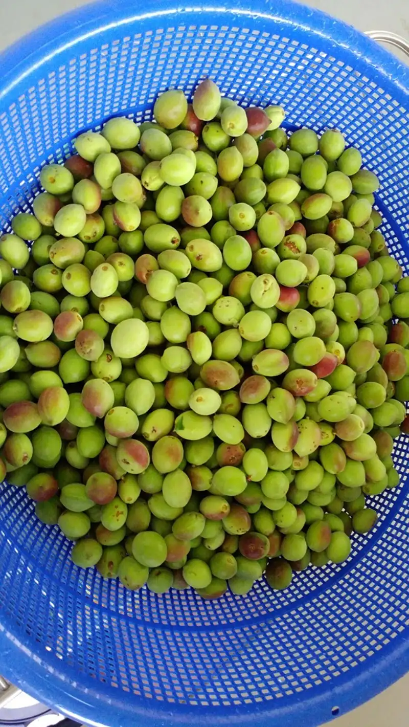 돌복숭아 효소 만드는 법