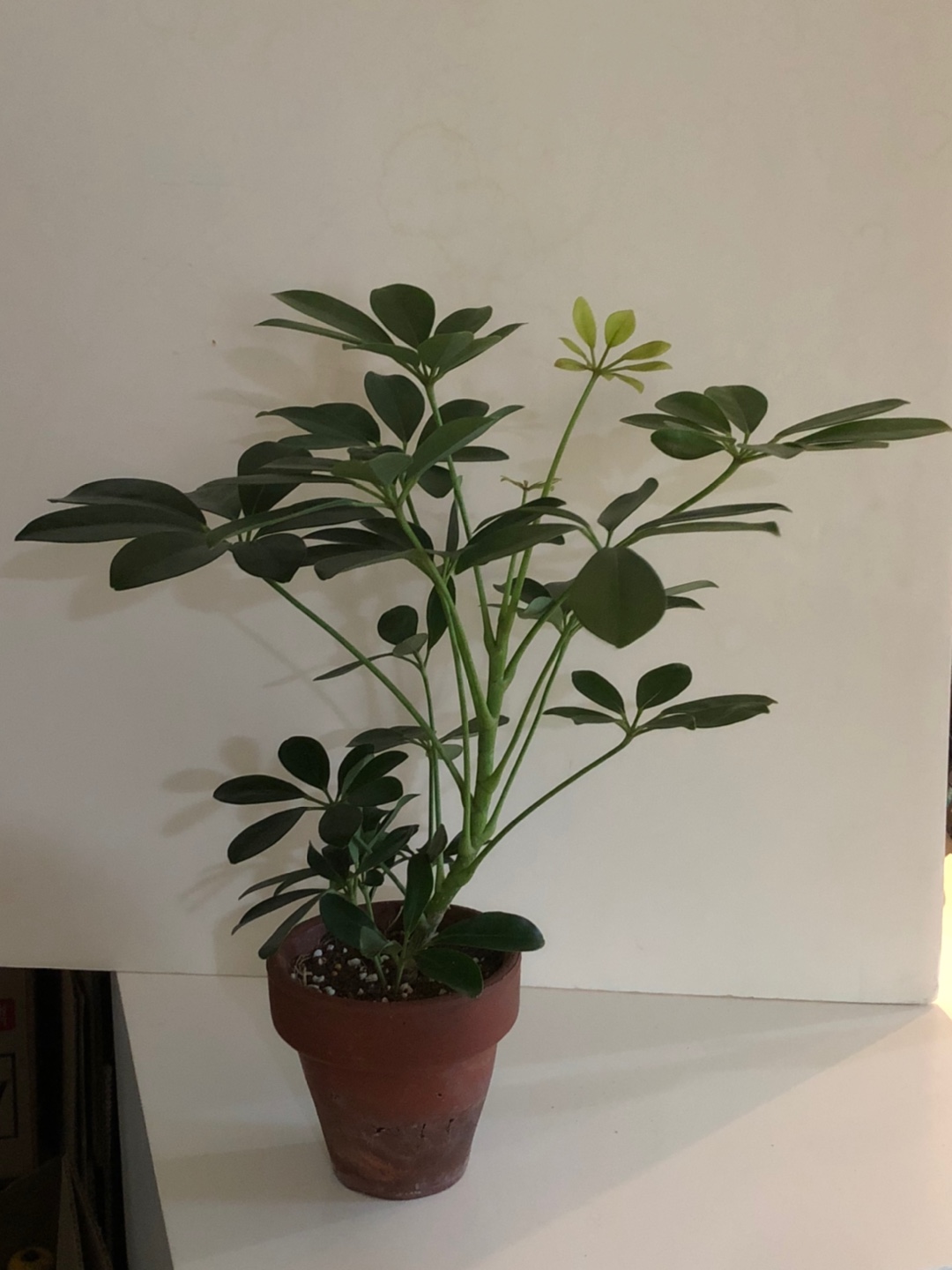 Schefflera 