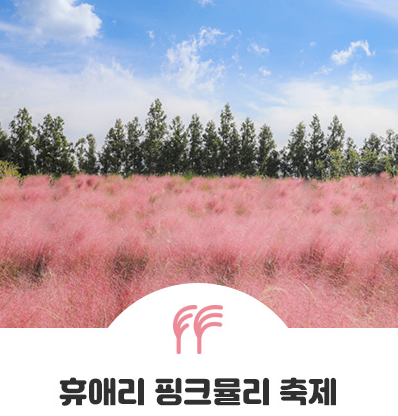 제주도 휴애리 핑크뮬리