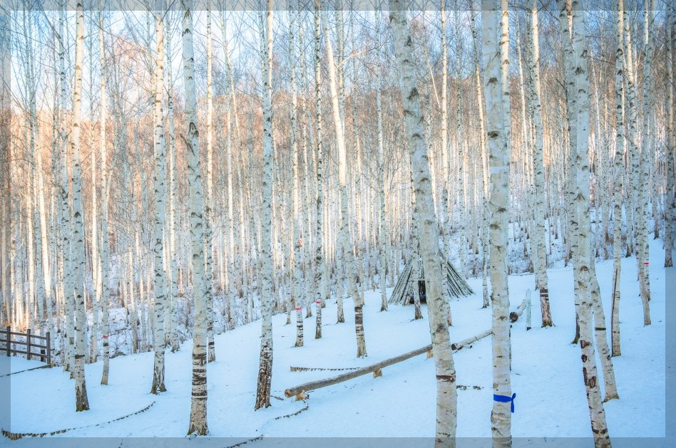 인제 자작나무 숲